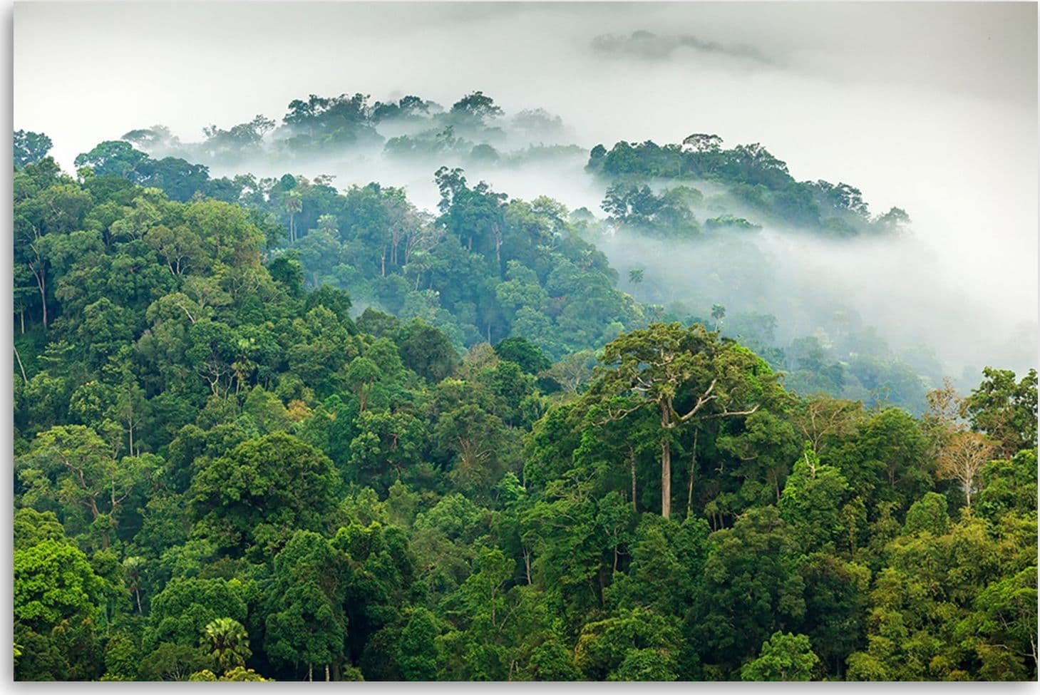 Quadro su tela, Foresta nella nebbia in Poster e stampe Collezione Casa - Trebisacce, commercioVirtuoso.it