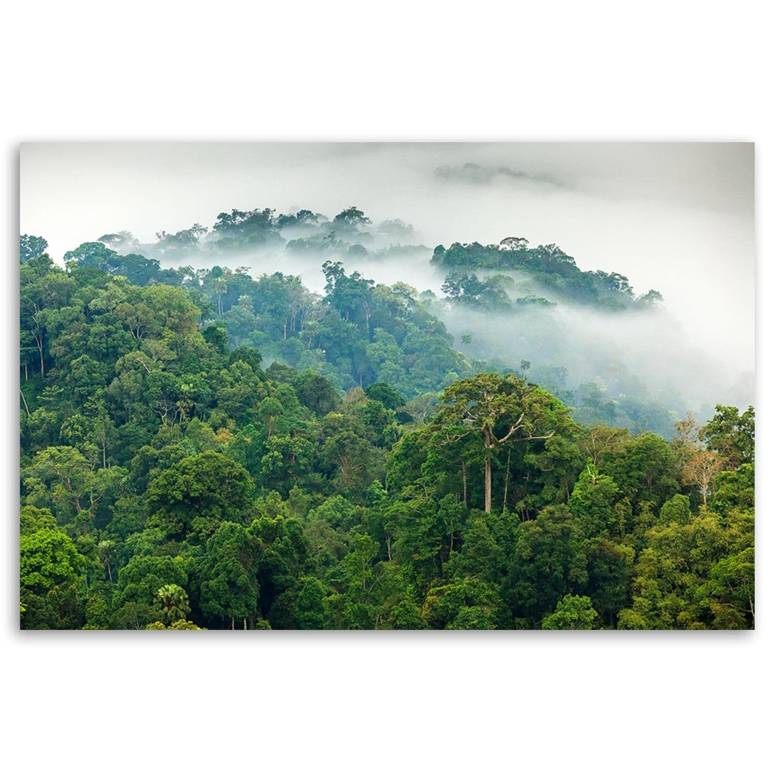 Quadro su tela, Foresta nella nebbia in Poster e stampe Collezione Casa - Trebisacce, commercioVirtuoso.it