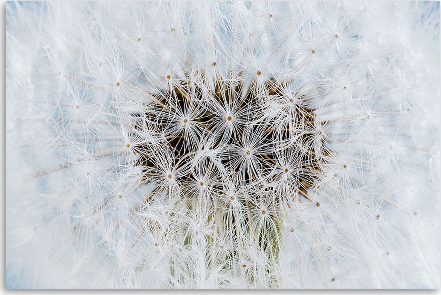 Quadro su tela, Dandelion di fiori bianchi in Poster e stampe Collezione Casa - Trebisacce, commercioVirtuoso.it