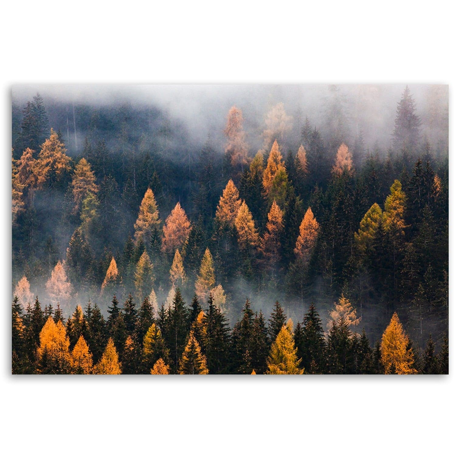 Quadro su tela, Alberi autunnali in Poster e stampe Collezione Casa - Trebisacce, commercioVirtuoso.it