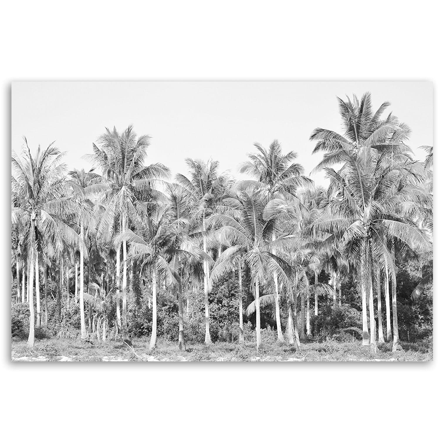 Quadro su tela, Palme in bianco e nero nella giungla in Poster e stampe Collezione Casa - Trebisacce, commercioVirtuoso.it