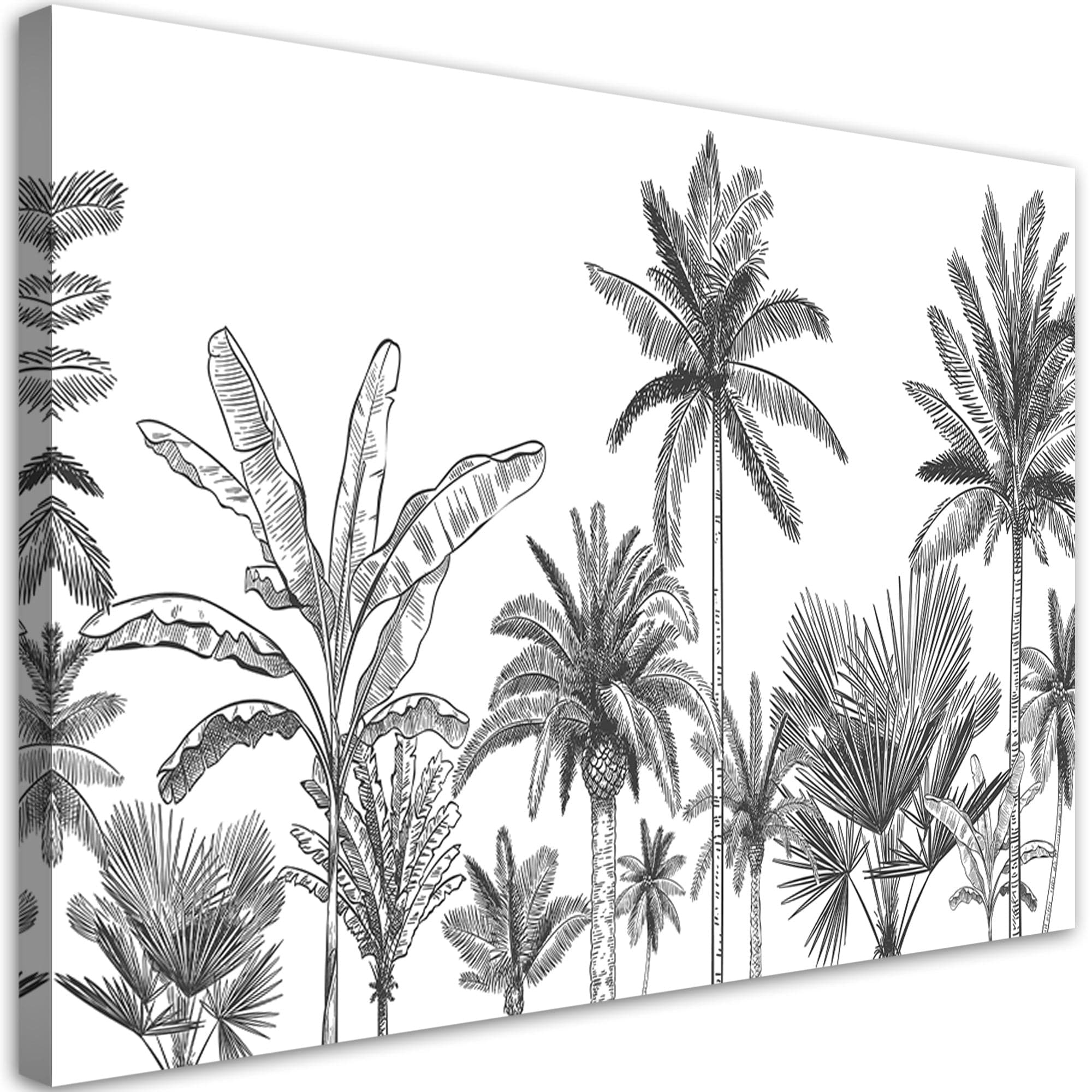 Quadro su tela, Palme in bianco e nero in Poster e stampe Collezione Casa - Trebisacce, commercioVirtuoso.it