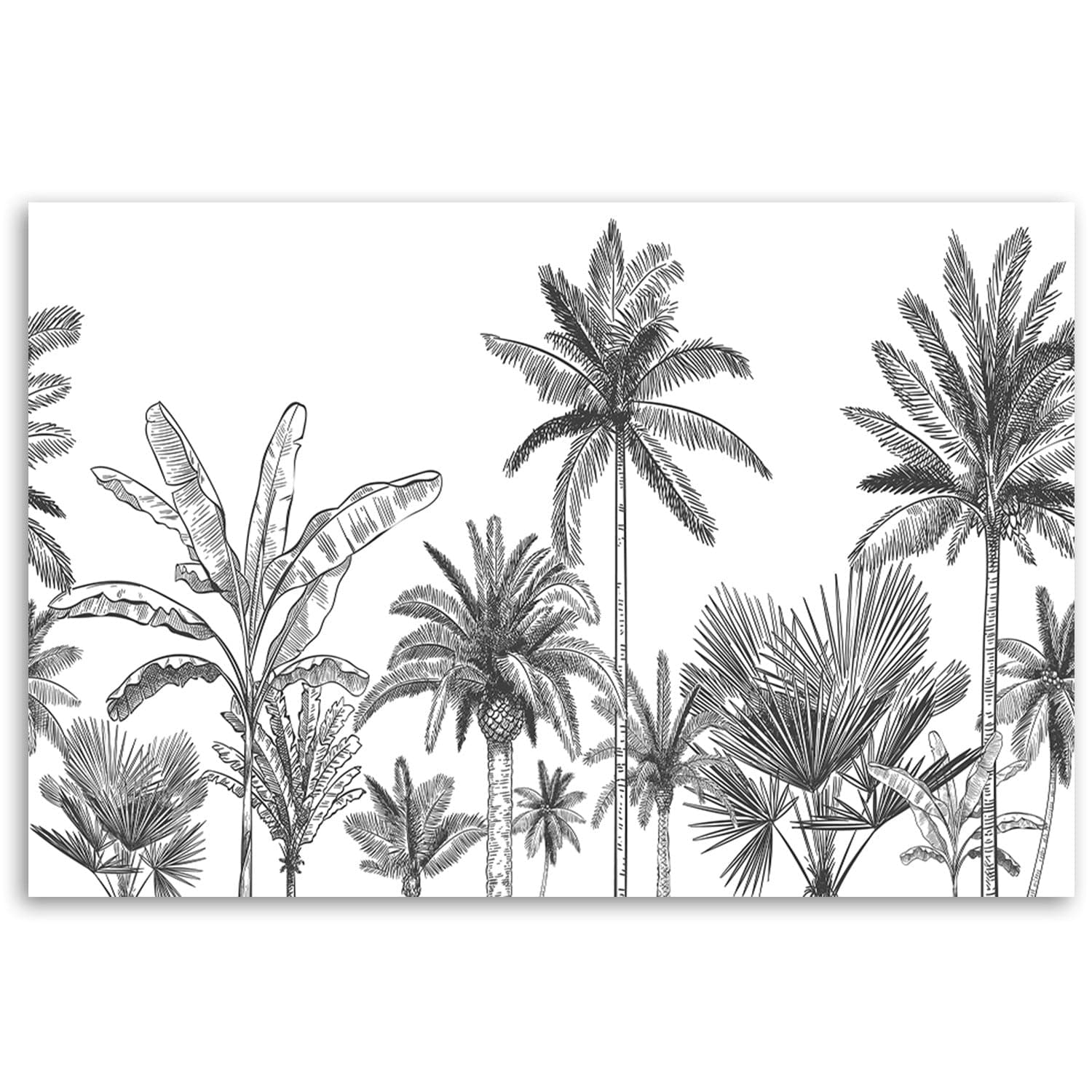 Quadro su tela, Palme in bianco e nero in Poster e stampe Collezione Casa - Trebisacce, commercioVirtuoso.it