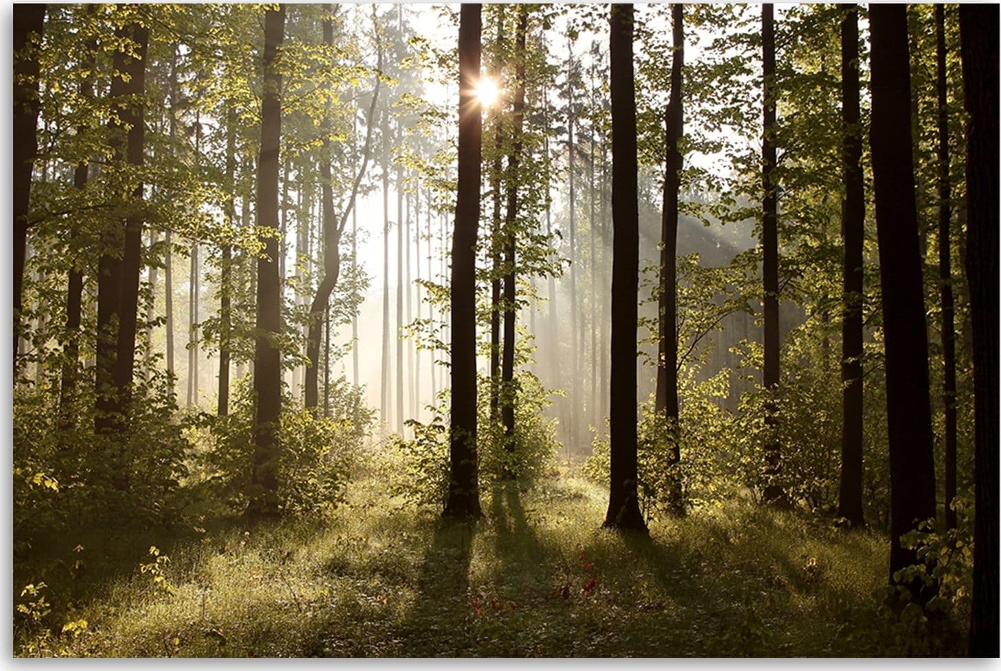 Quadro su tela, Mattina nella foresta in Poster e stampe Collezione Casa - Trebisacce, commercioVirtuoso.it