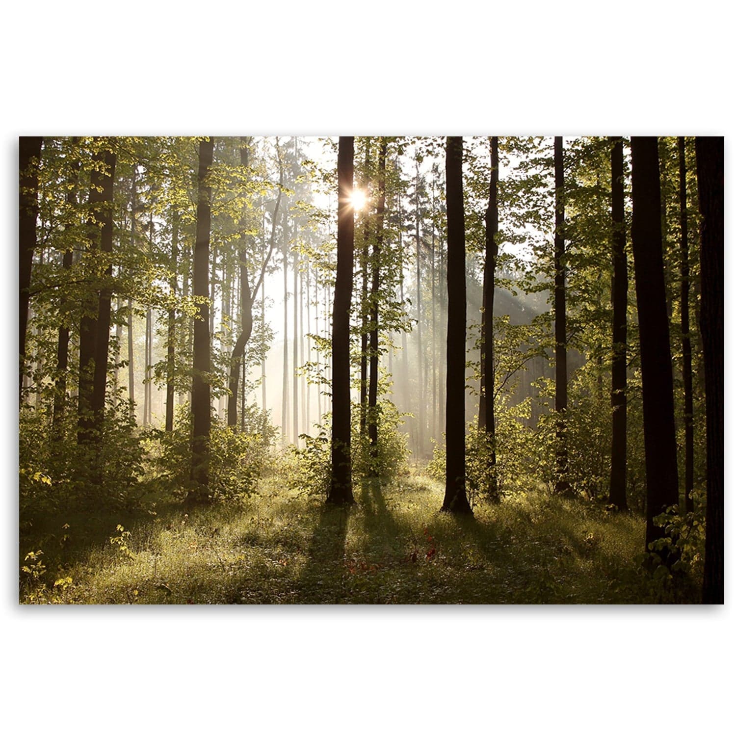 Quadro su tela, Mattina nella foresta in Poster e stampe Collezione Casa - Trebisacce, commercioVirtuoso.it