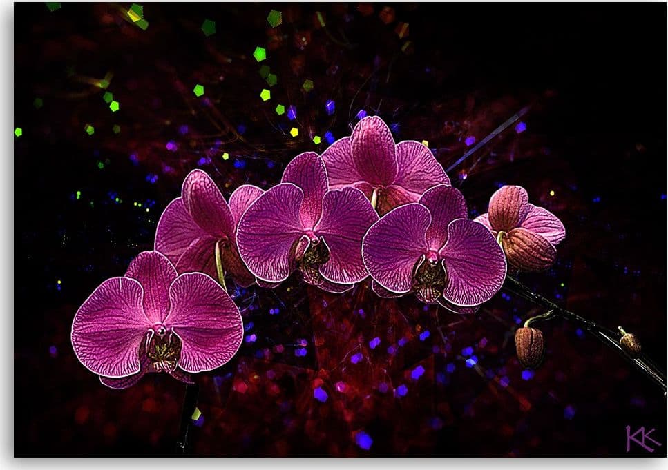 Quadro su tela, Orchidea su uno sfondo scuro in Poster e stampe Collezione Casa - Trebisacce, commercioVirtuoso.it