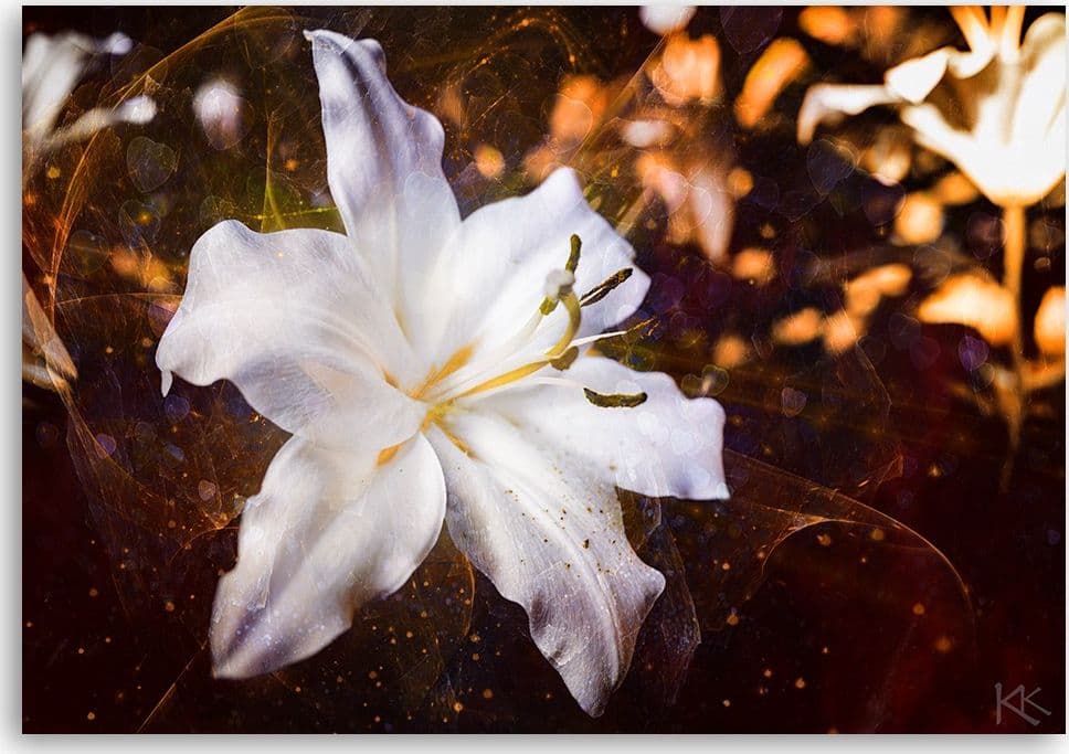 Quadro su tela, Lily bianco su uno sfondo marrone in Poster e stampe Collezione Casa - Trebisacce, commercioVirtuoso.it