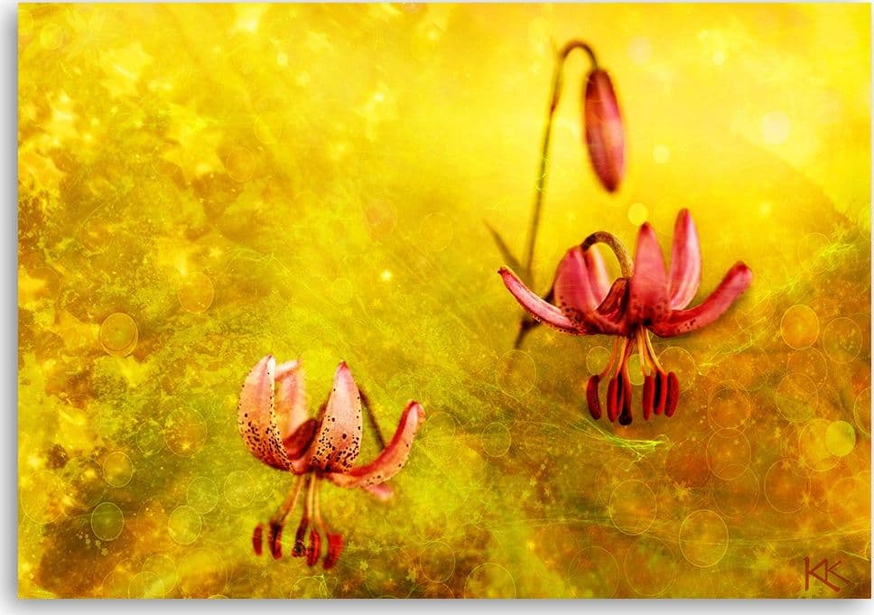Quadro su tela, Fiori tuli appassiti in Poster e stampe Collezione Casa - Trebisacce, commercioVirtuoso.it
