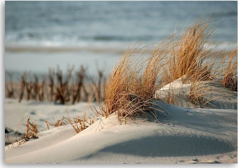 Quadro su tela, Dune by the mare in Poster e stampe Collezione Casa - Trebisacce, commercioVirtuoso.it