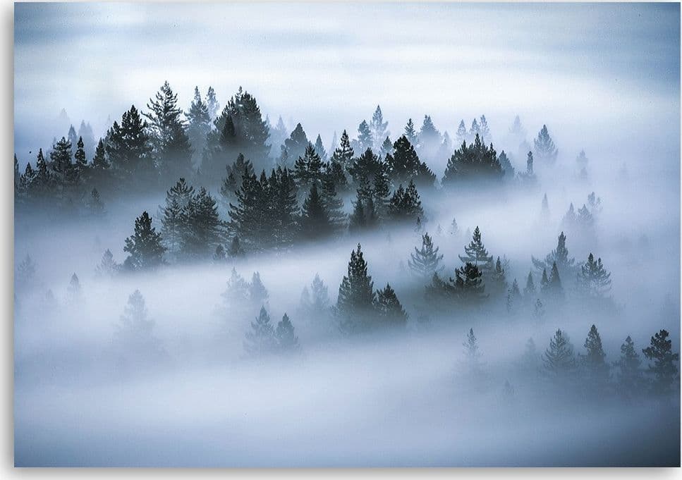 Quadro su tela, Foresta nella nebbia in Poster e stampe Collezione Casa - Trebisacce, commercioVirtuoso.it