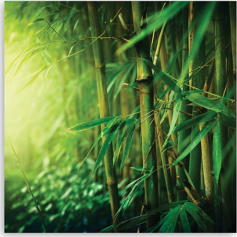 Quadro su tela, Bamboo nella giungla in Poster e stampe Collezione Casa - Trebisacce, commercioVirtuoso.it