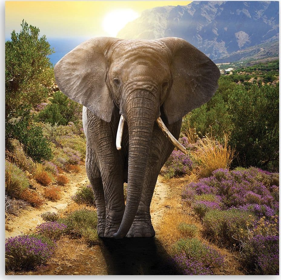 Quadro su tela, Elefante al tramonto in Poster e stampe Collezione Casa - Trebisacce, commercioVirtuoso.it