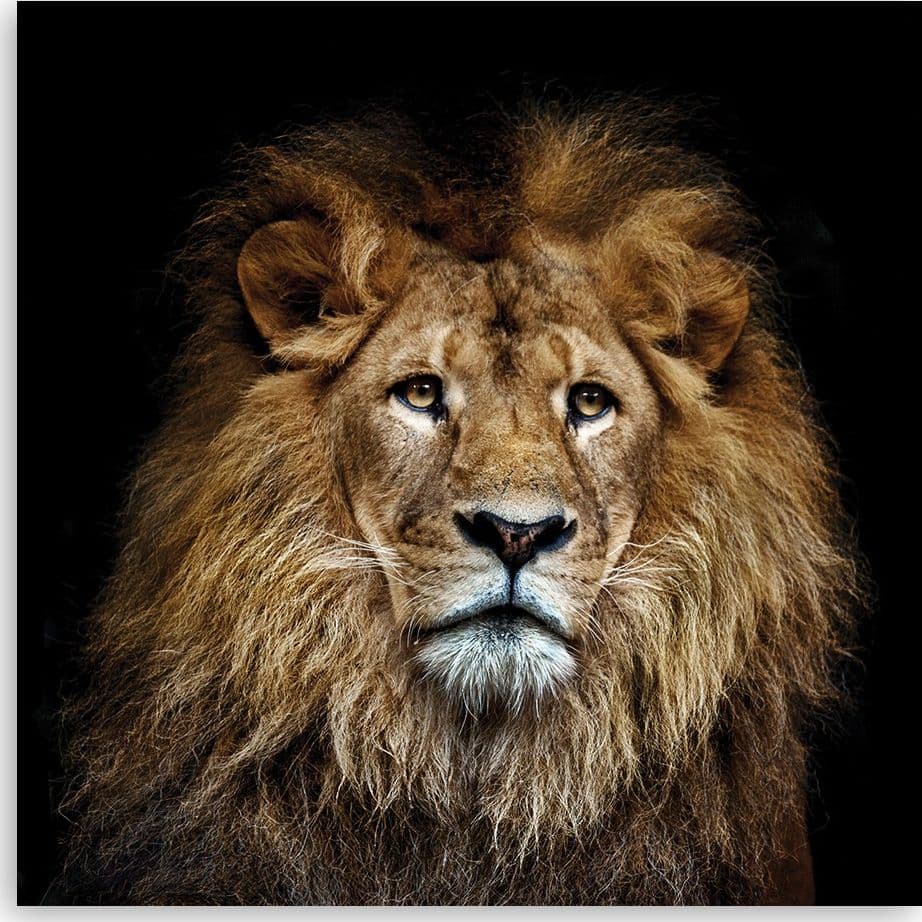 Quadro su tela, Leone maestoso in Poster e stampe Collezione Casa - Trebisacce, commercioVirtuoso.it