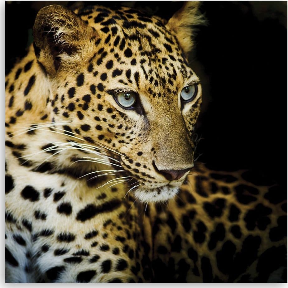 Quadro su tela, Leopardo maestoso in Poster e stampe Collezione Casa - Trebisacce, commercioVirtuoso.it