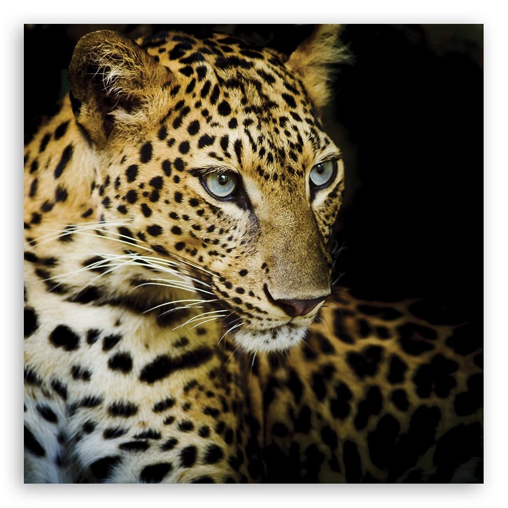 Quadro su tela, Leopardo maestoso in Poster e stampe Collezione Casa - Trebisacce, commercioVirtuoso.it