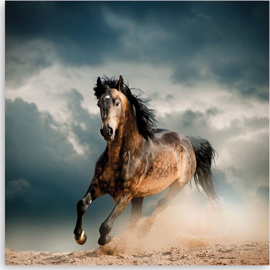 Quadro su tela, Galoppo di cavallo in Poster e stampe Collezione Casa - Trebisacce, commercioVirtuoso.it