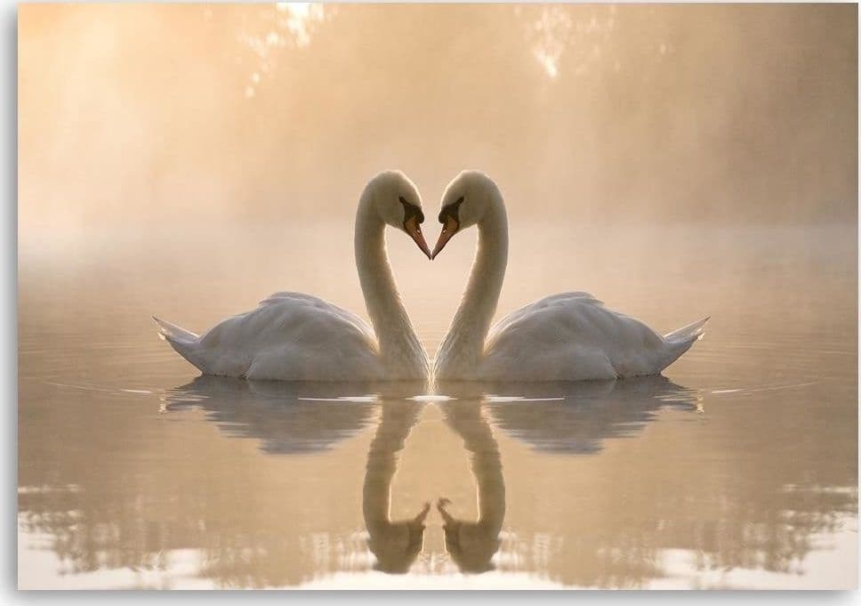 Quadro su tela, Cigni in amore nel mare in Poster e stampe Collezione Casa - Trebisacce, commercioVirtuoso.it