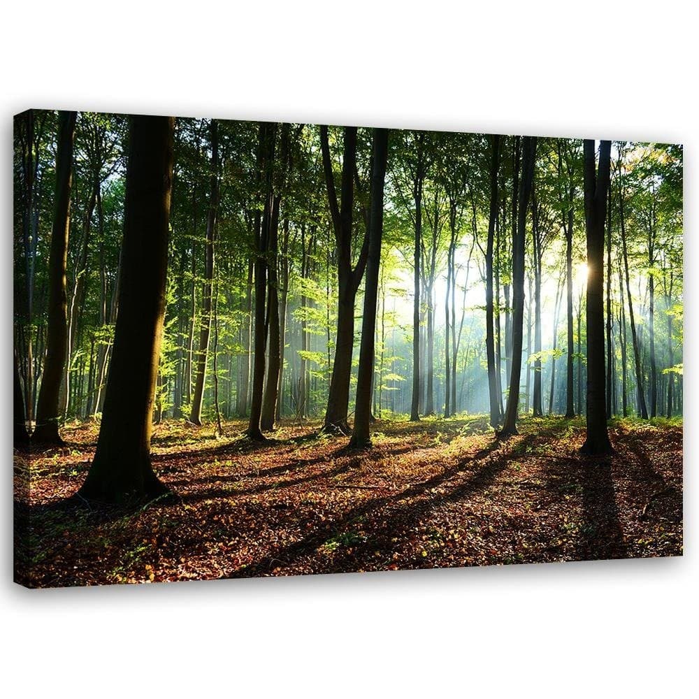 Quadro su tela, Alberi della foresta Raggi di sole in Poster e stampe Collezione Casa - Trebisacce, commercioVirtuoso.it