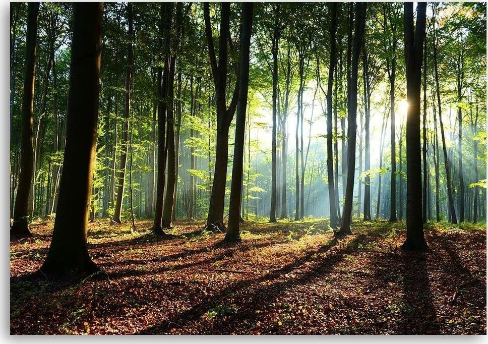 Quadro su tela, Alberi della foresta Raggi di sole in Poster e stampe Collezione Casa - Trebisacce, commercioVirtuoso.it