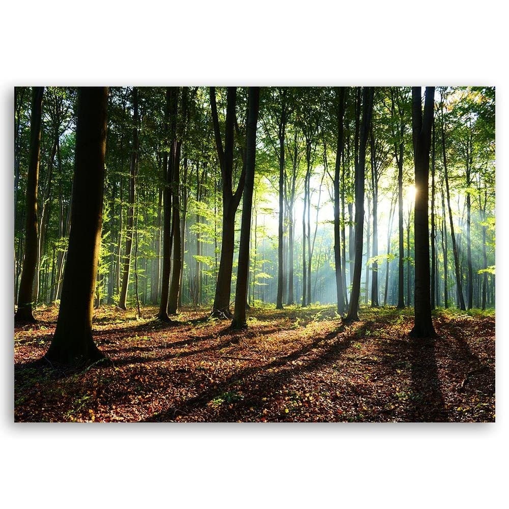 Quadro su tela, Alberi della foresta Raggi di sole in Poster e stampe Collezione Casa - Trebisacce, commercioVirtuoso.it