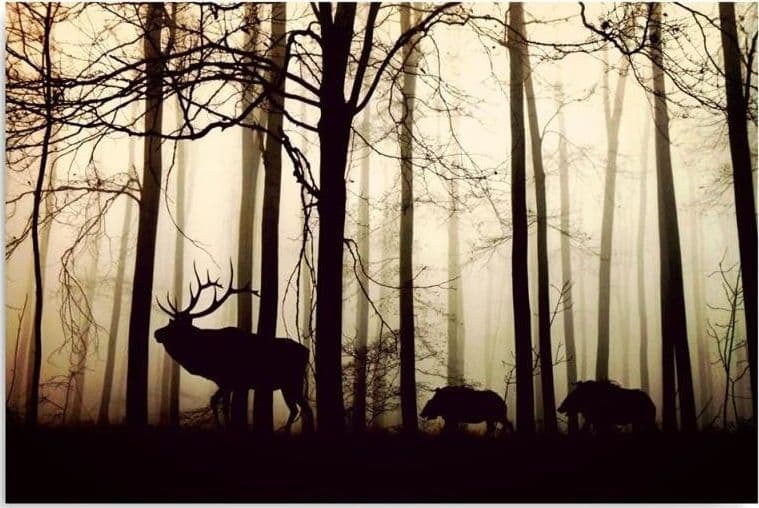 Quadro su tela, Cervi nella foresta Nebbia Marrone in Poster e stampe Collezione Casa - Trebisacce, commercioVirtuoso.it