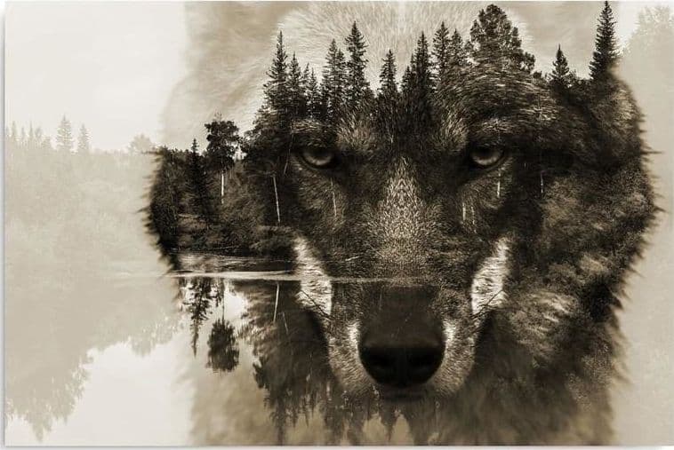 Quadro su tela, Lupo Foresta Animali Natura in Poster e stampe Collezione Casa - Trebisacce, commercioVirtuoso.it