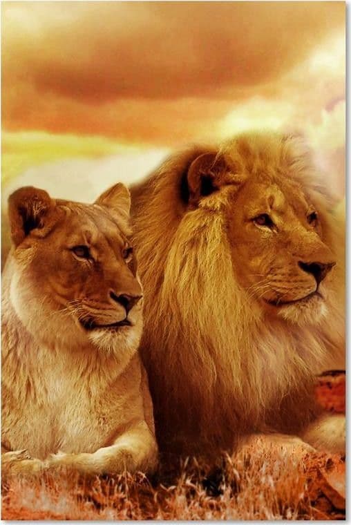 Quadro su tela, Leoni Africa Animali in Poster e stampe Collezione Casa - Trebisacce, commercioVirtuoso.it
