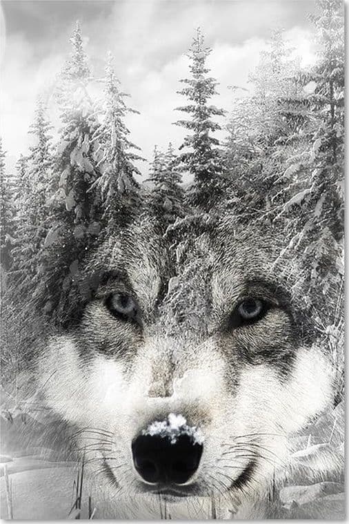 Quadro su tela, Lupo della foresta bianco e nero in Poster e stampe Collezione Casa - Trebisacce, commercioVirtuoso.it