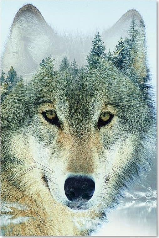 Quadro su tela, Lupo animale foresta natura in Poster e stampe Collezione Casa - Trebisacce, commercioVirtuoso.it