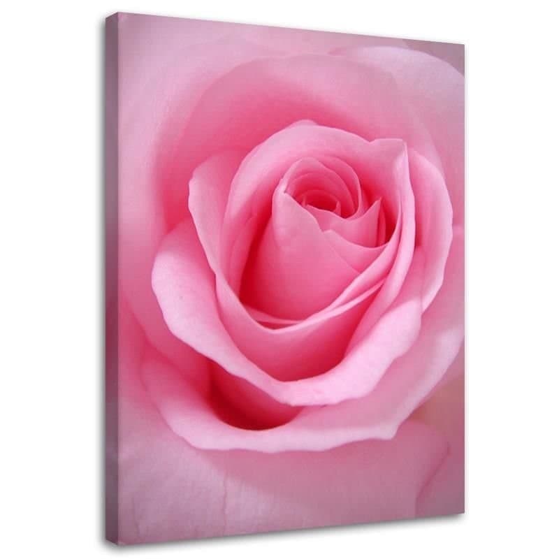 Quadro su tela, Pianta di fiori di rosa rosa in Poster e stampe Collezione Casa - Trebisacce, commercioVirtuoso.it