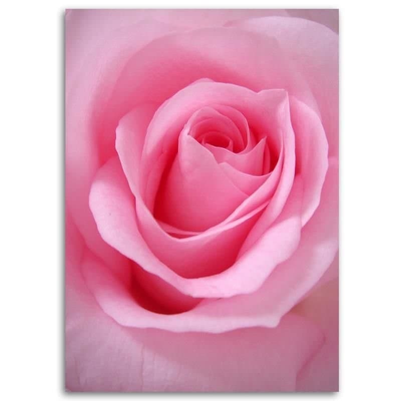 Quadro su tela, Pianta di fiori di rosa rosa in Poster e stampe Collezione Casa - Trebisacce, commercioVirtuoso.it
