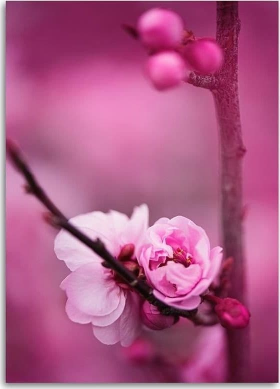 Quadro su tela, Fiore di mela rosa in Poster e stampe Collezione Casa - Trebisacce, commercioVirtuoso.it
