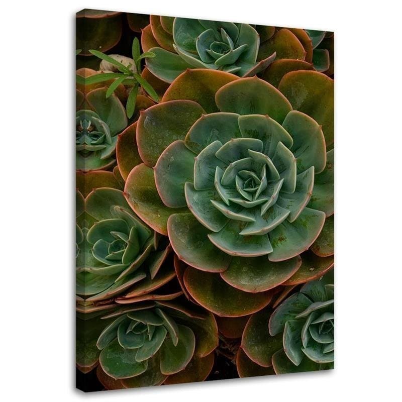 Quadro su tela, Fiore verde succulento in Poster e stampe Collezione Casa - Trebisacce, commercioVirtuoso.it