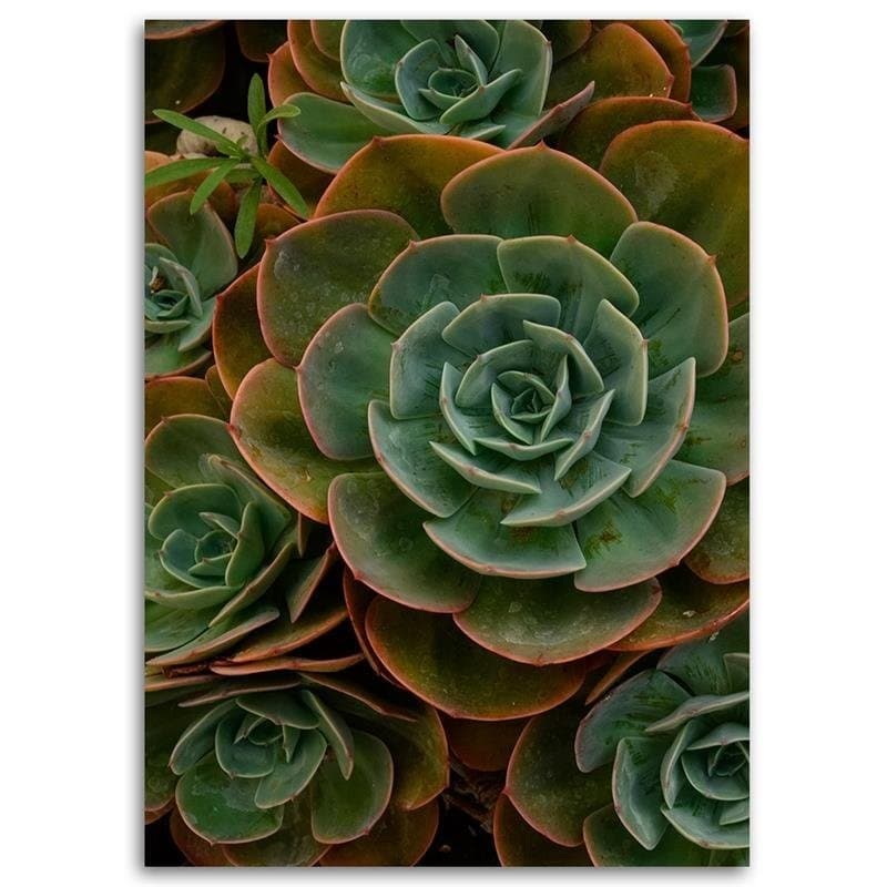 Quadro su tela, Fiore verde succulento in Poster e stampe Collezione Casa - Trebisacce, commercioVirtuoso.it