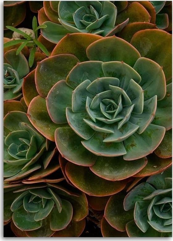Quadro su tela, Fiore verde succulento in Poster e stampe Collezione Casa - Trebisacce, commercioVirtuoso.it