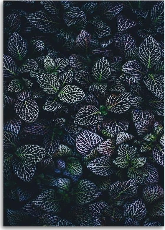 Quadro su tela, Foglie viola Natura in Poster e stampe Collezione Casa - Trebisacce, commercioVirtuoso.it