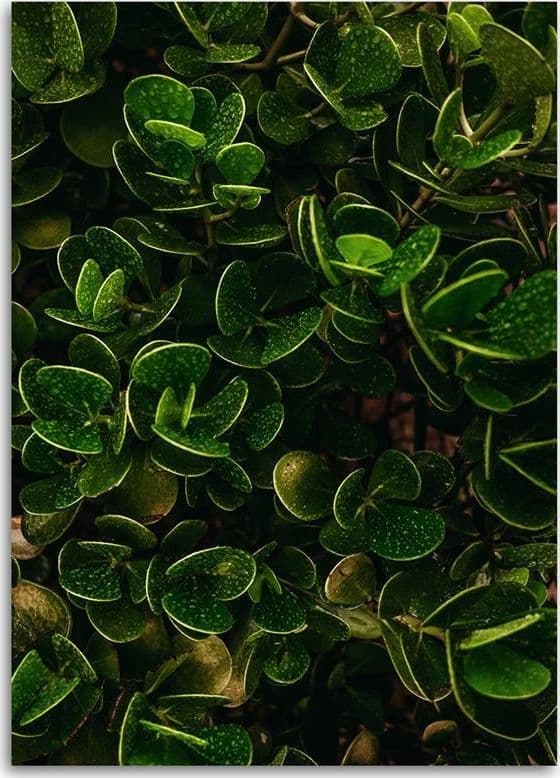 Quadro su tela, Foglie verdi esotiche in Poster e stampe Collezione Casa - Trebisacce, commercioVirtuoso.it