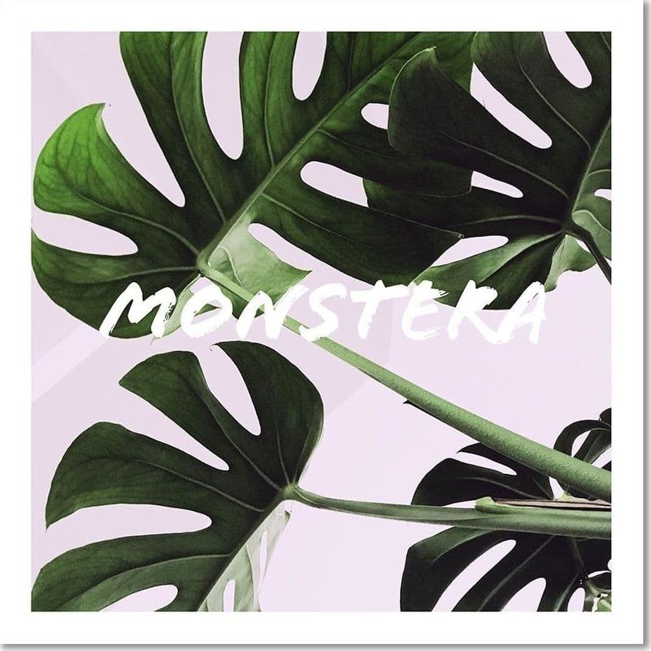 Quadro su tela, Foglie esotiche di Monstera in Poster e stampe Collezione Casa - Trebisacce, commercioVirtuoso.it