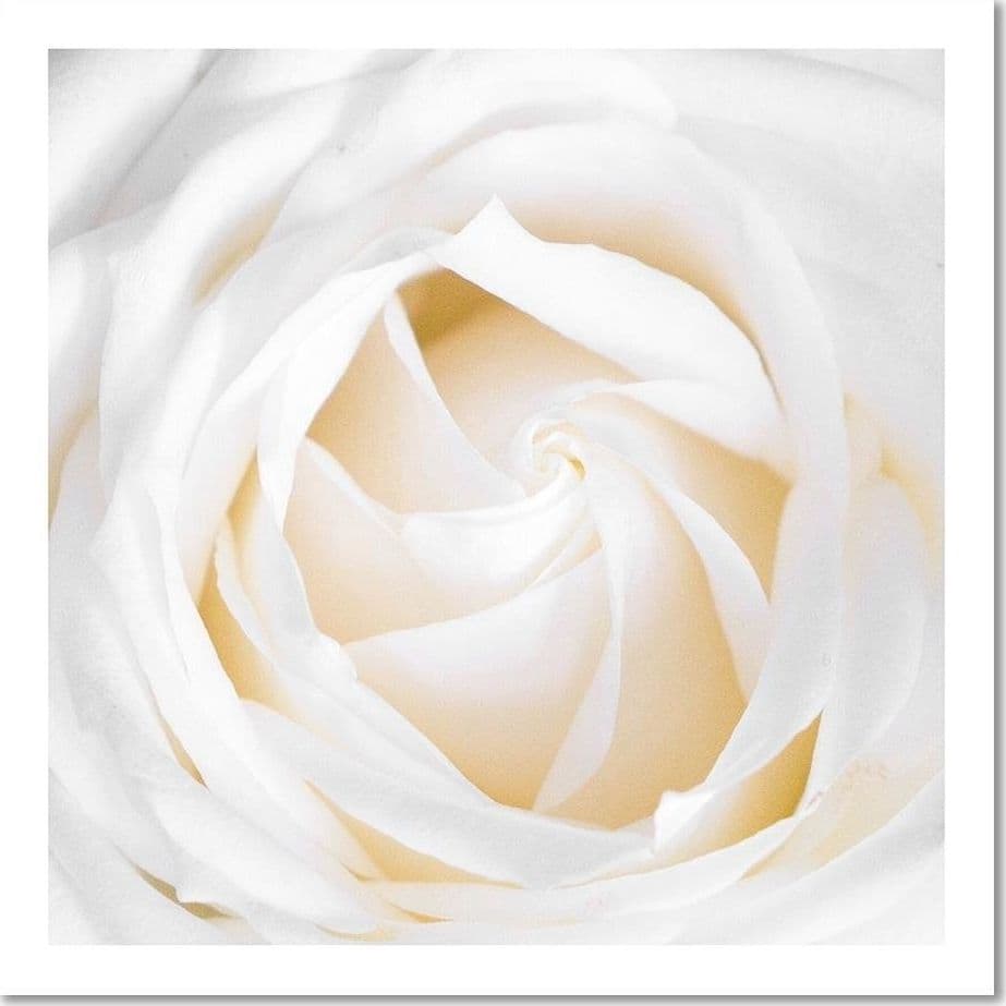 Quadro su tela, Delicata rosa bianca in Poster e stampe Collezione Casa - Trebisacce, commercioVirtuoso.it