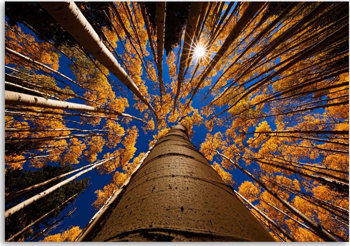 Quadro su tela, Alberi Foresta Paesaggio in Poster e stampe Collezione Casa - Trebisacce, commercioVirtuoso.it