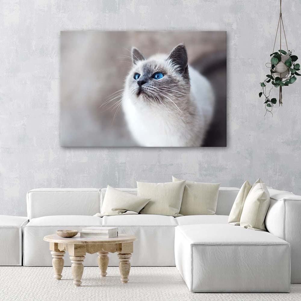 Quadro su tela, Gatto Animali Natura in Poster e stampe Collezione Casa - Trebisacce, commercioVirtuoso.it