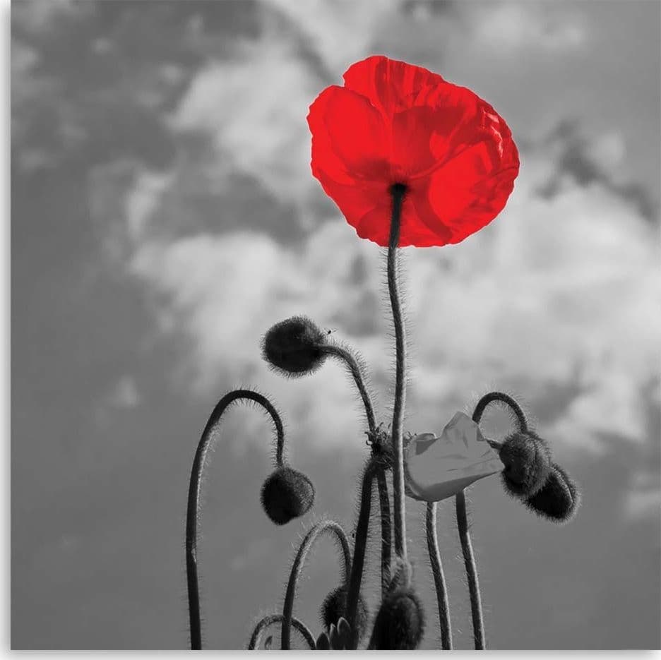 Quadro su tela, Fiori di papavero rosso Natura in Poster e stampe Collezione Casa - Trebisacce, commercioVirtuoso.it