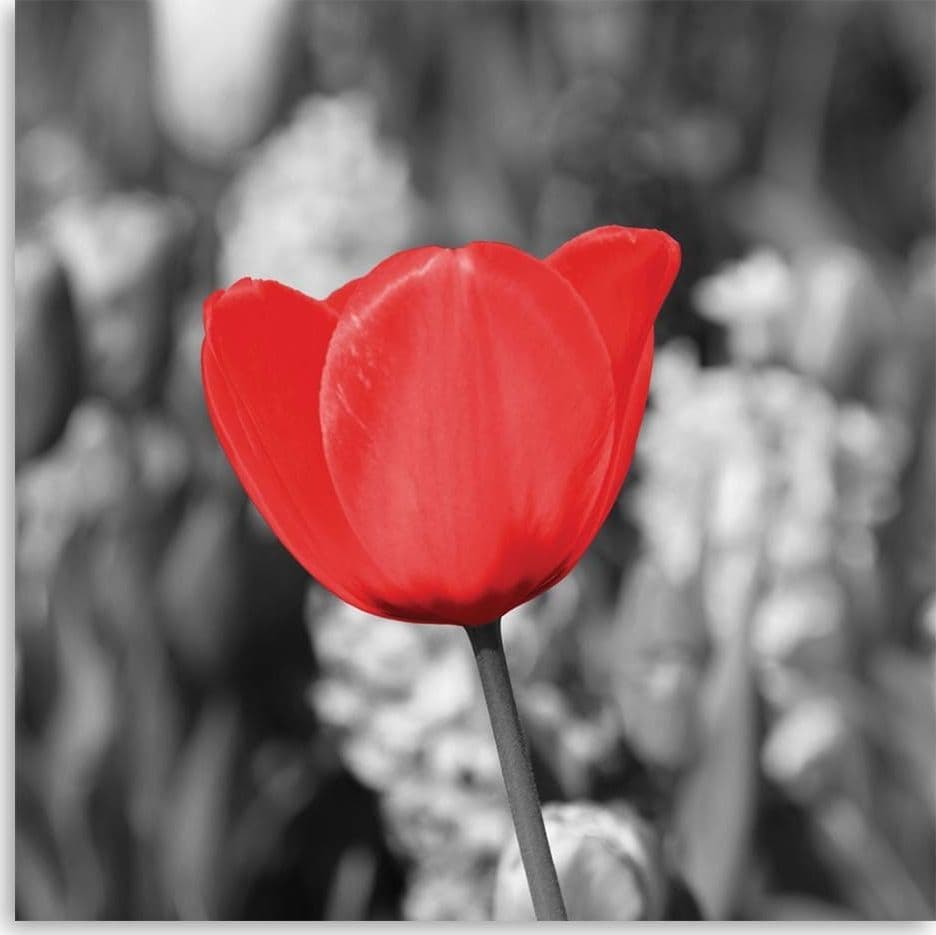 Quadro su tela, Moderno fiore di tulipano rosso su prato in Poster e stampe Collezione Casa - Trebisacce, commercioVirtuoso.it