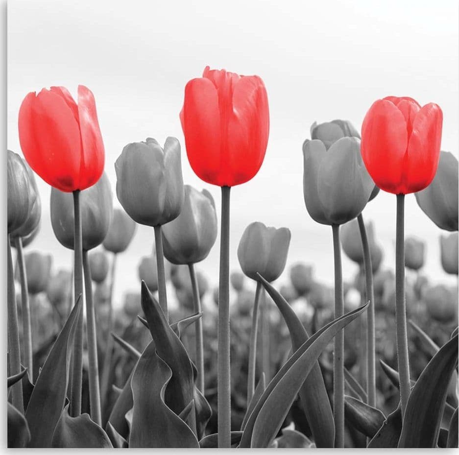Quadro su tela, Tulipano rosso nel prato in Poster e stampe Collezione Casa - Trebisacce, commercioVirtuoso.it
