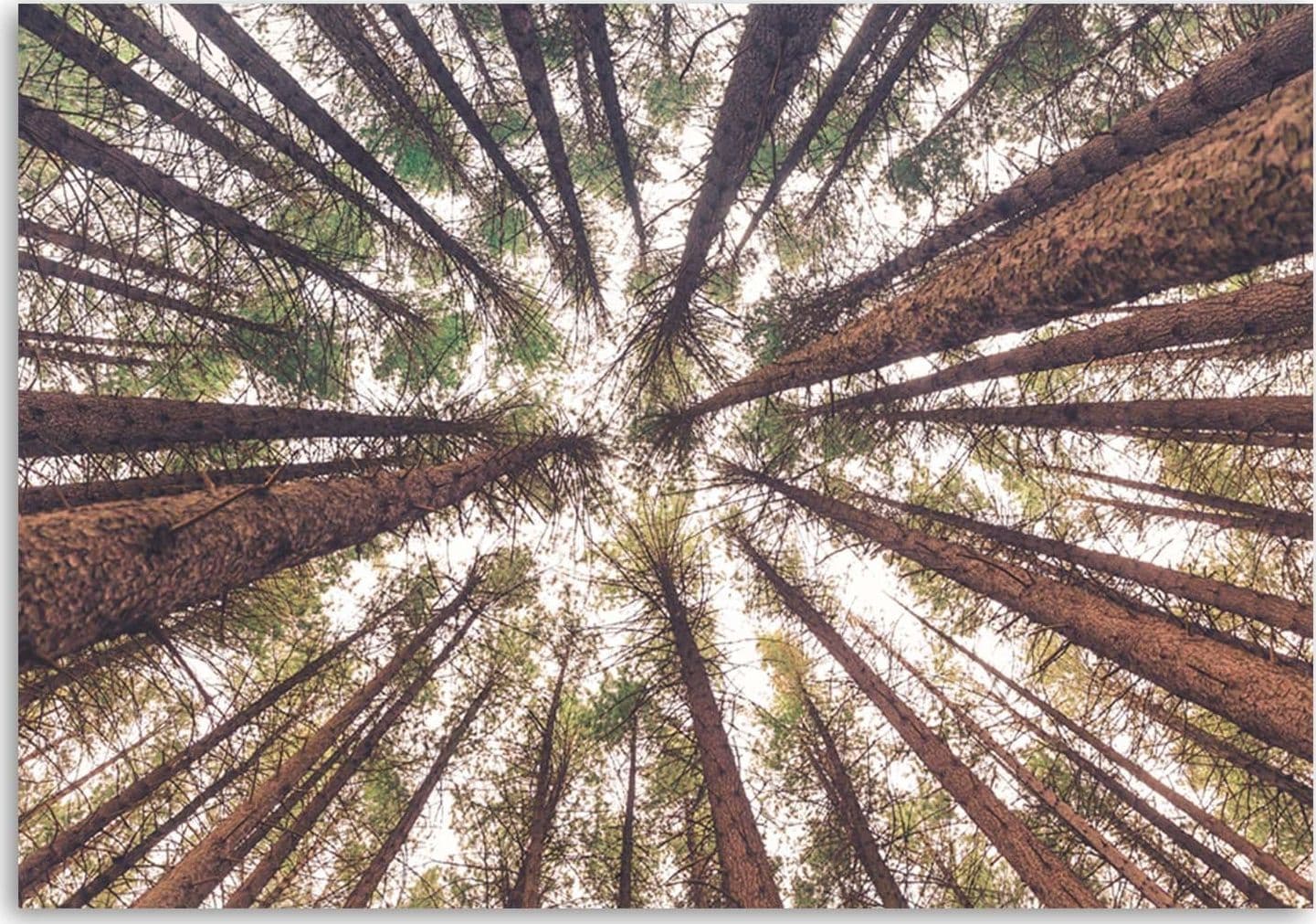 Quadro su tela, Pino Natura Foresta Verde in Poster e stampe Collezione Casa - Trebisacce, commercioVirtuoso.it