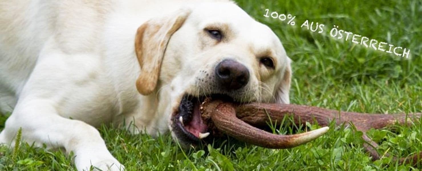 Corna di cervo intero per cani da masticare in Giochi da masticare 101 Market - Poggibonsi, commercioVirtuoso.it