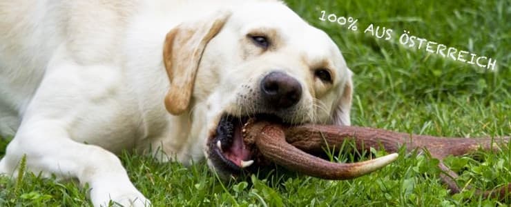 Corna di cervo intero per cani da masticare in Giochi da masticare 101 Market - Poggibonsi, commercioVirtuoso.it