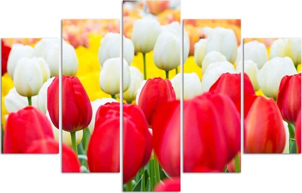 Quadro su tela 5 pannelli Tulipano rosso bianco in Poster e stampe Collezione Casa - Trebisacce, commercioVirtuoso.it