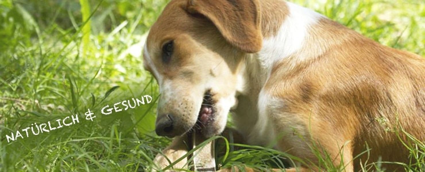 Corna di cervo intero per cani da masticare in Giochi da masticare 101 Market - Poggibonsi, commercioVirtuoso.it