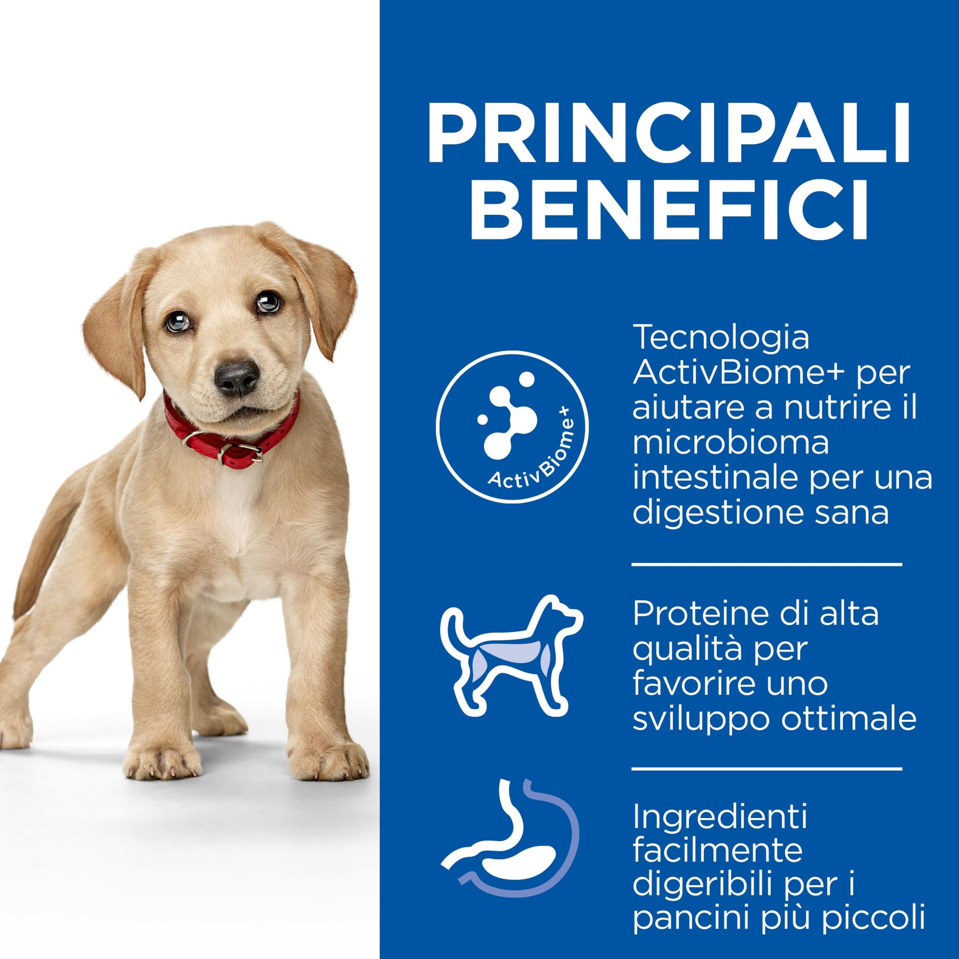 Hill's Perfect Digestion secco Cani Puppy Large pollo 12 kg in Secco 101 Market - Poggibonsi, commercioVirtuoso.it